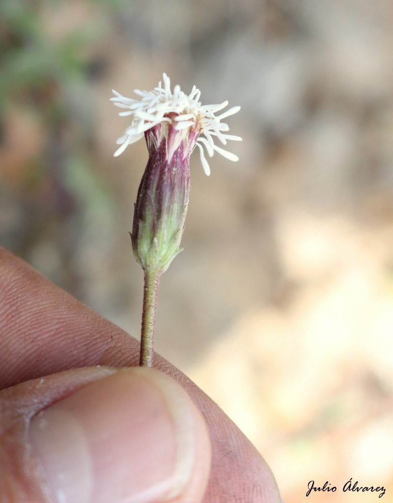 Brickellia pedunculosa photo 7