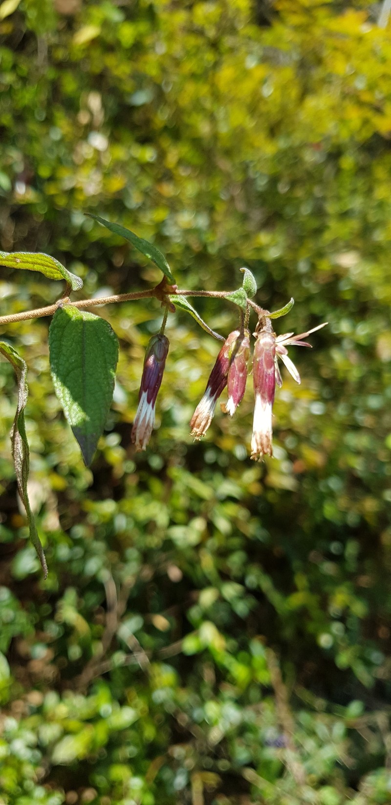 Brickellia pendula