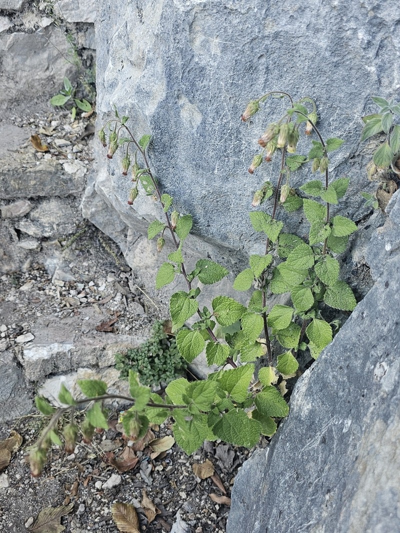Brickellia pendula photo 2