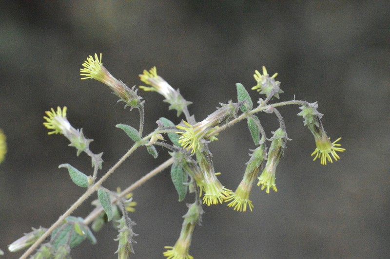 Brickellia pendula photo 7