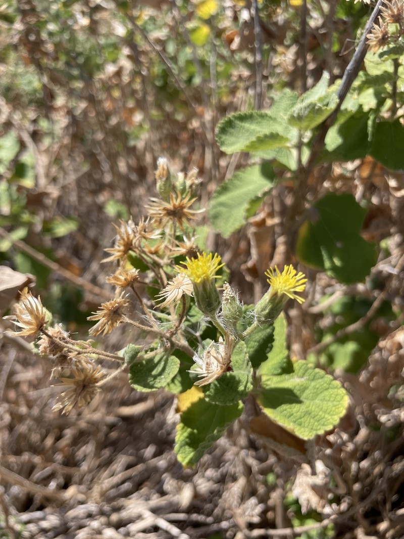 Brickellia peninsularis