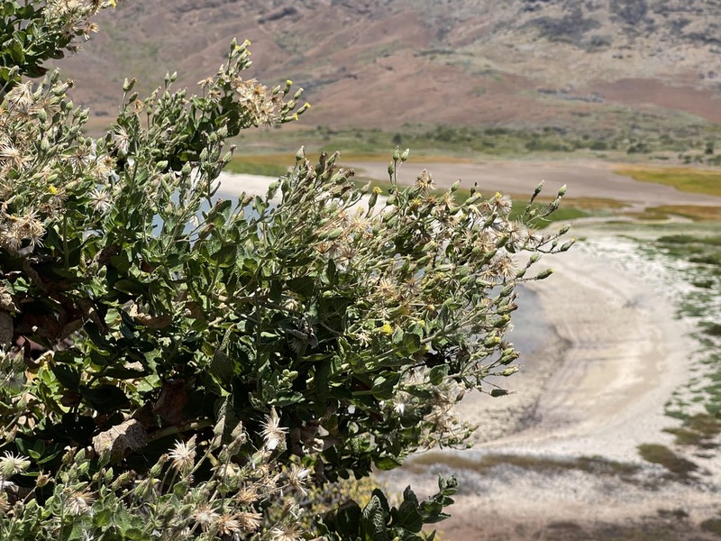 Brickellia peninsularis photo 2