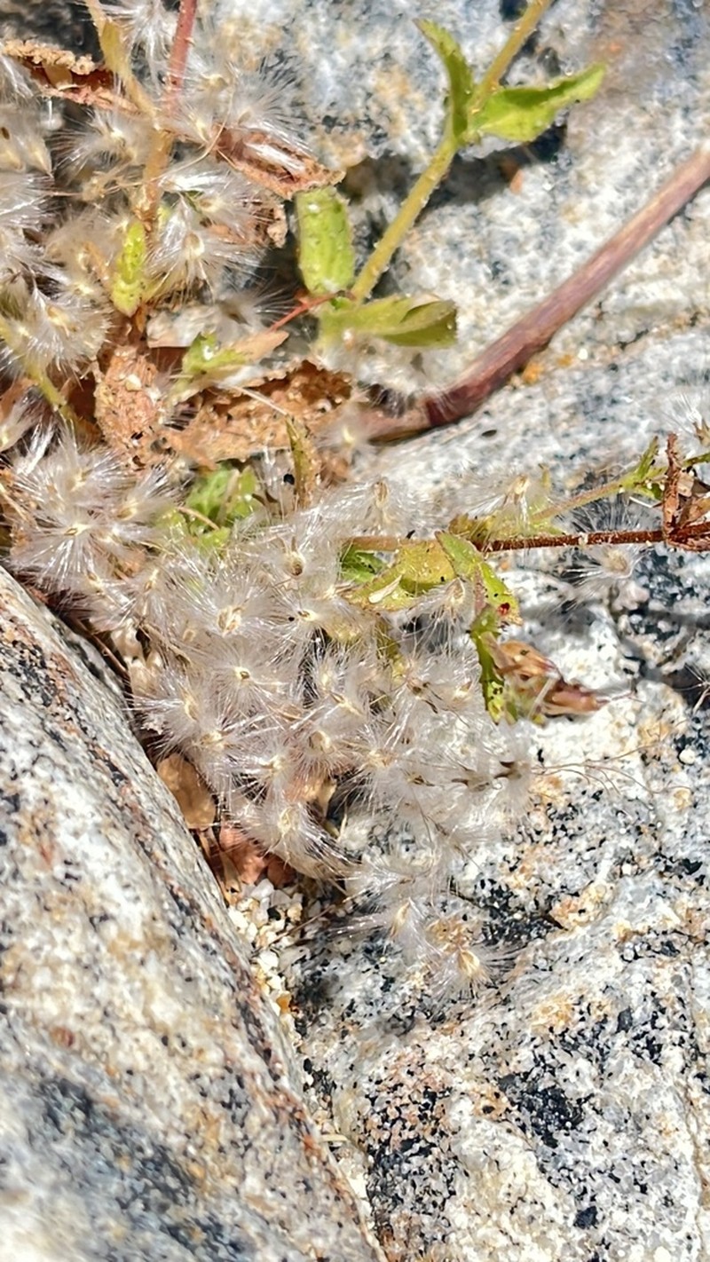 Brickellia peninsularis photo 3