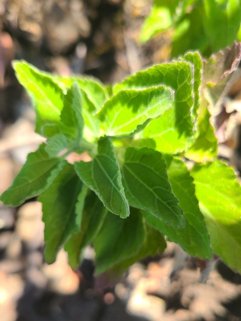 Brickellia peninsularis photo 4
