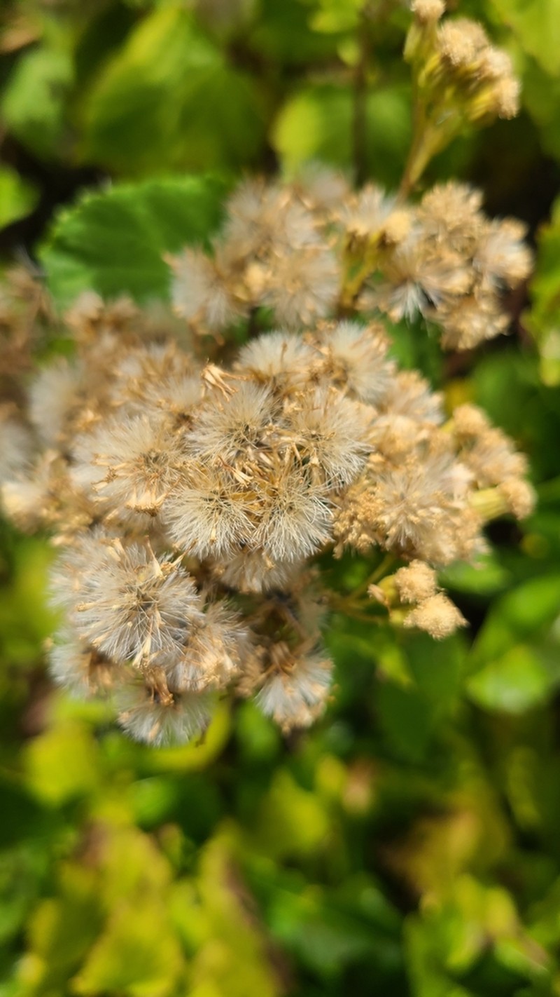 Brickellia peninsularis photo 5