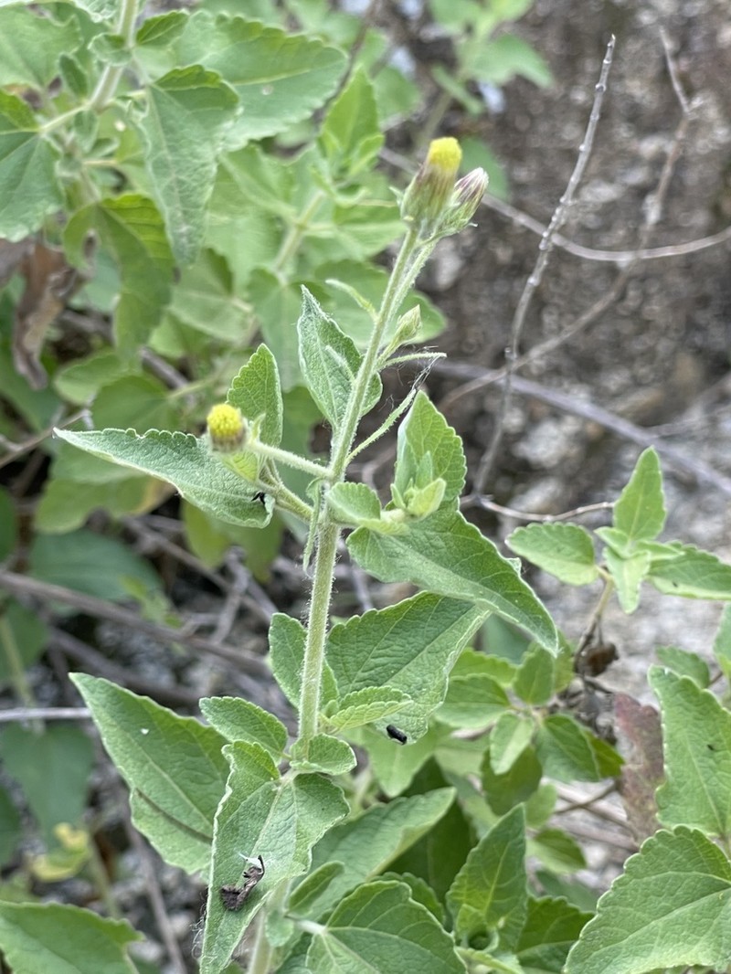 Brickellia peninsularis photo 6