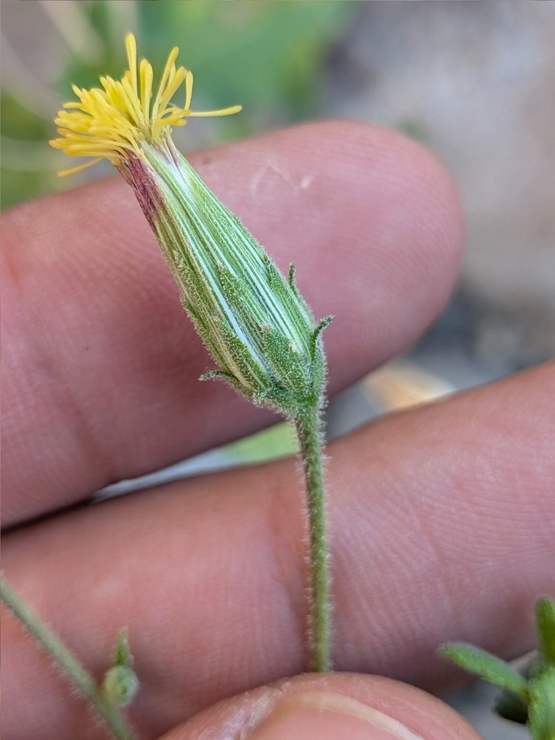 Brickellia peninsularis photo 7