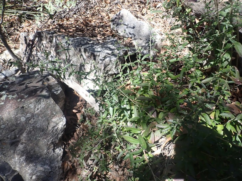 Pringle's Brickellbush photo 4