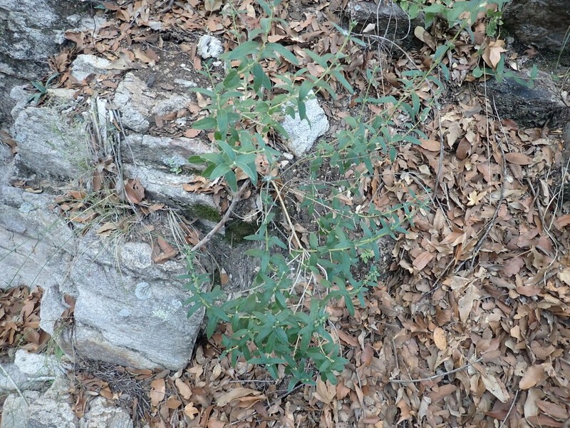 Pringle's Brickellbush photo 8