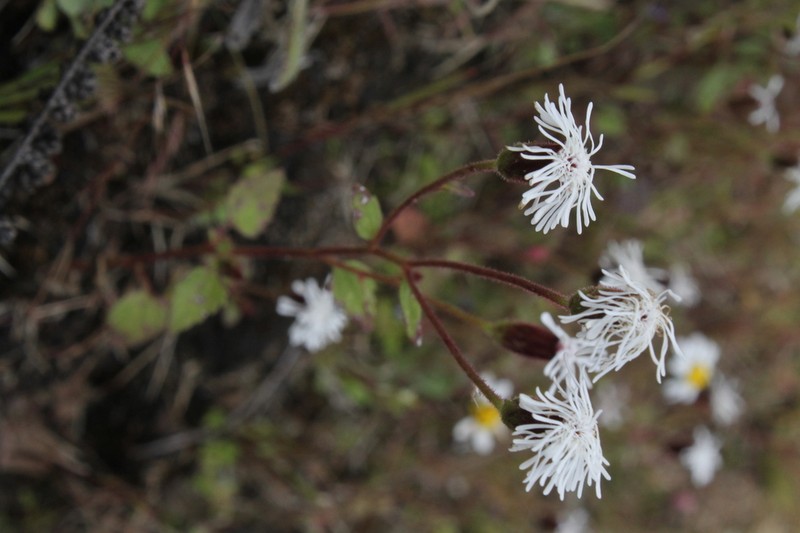 Brickellia problematica
