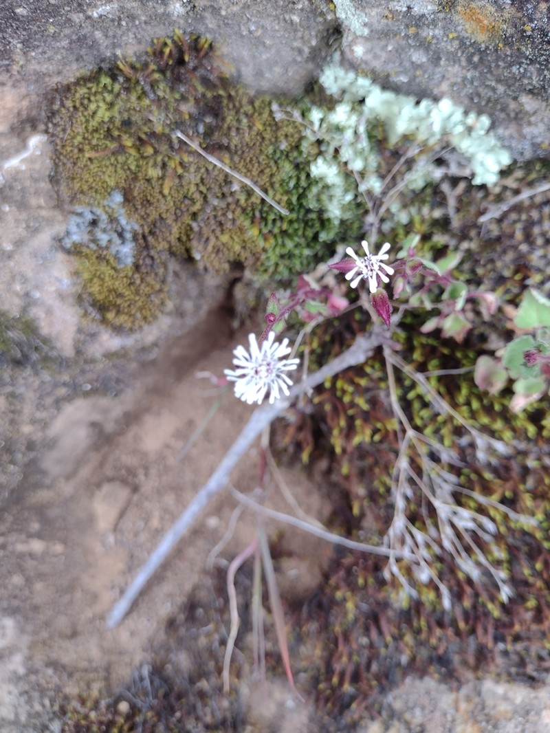 Brickellia problematica photo 2
