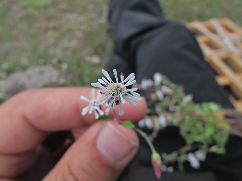 Brickellia problematica photo 4