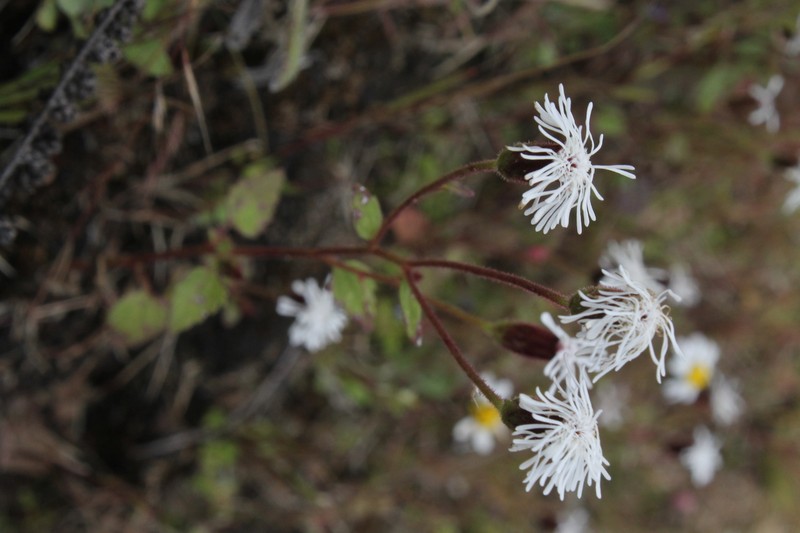 Brickellia problematica photo 5