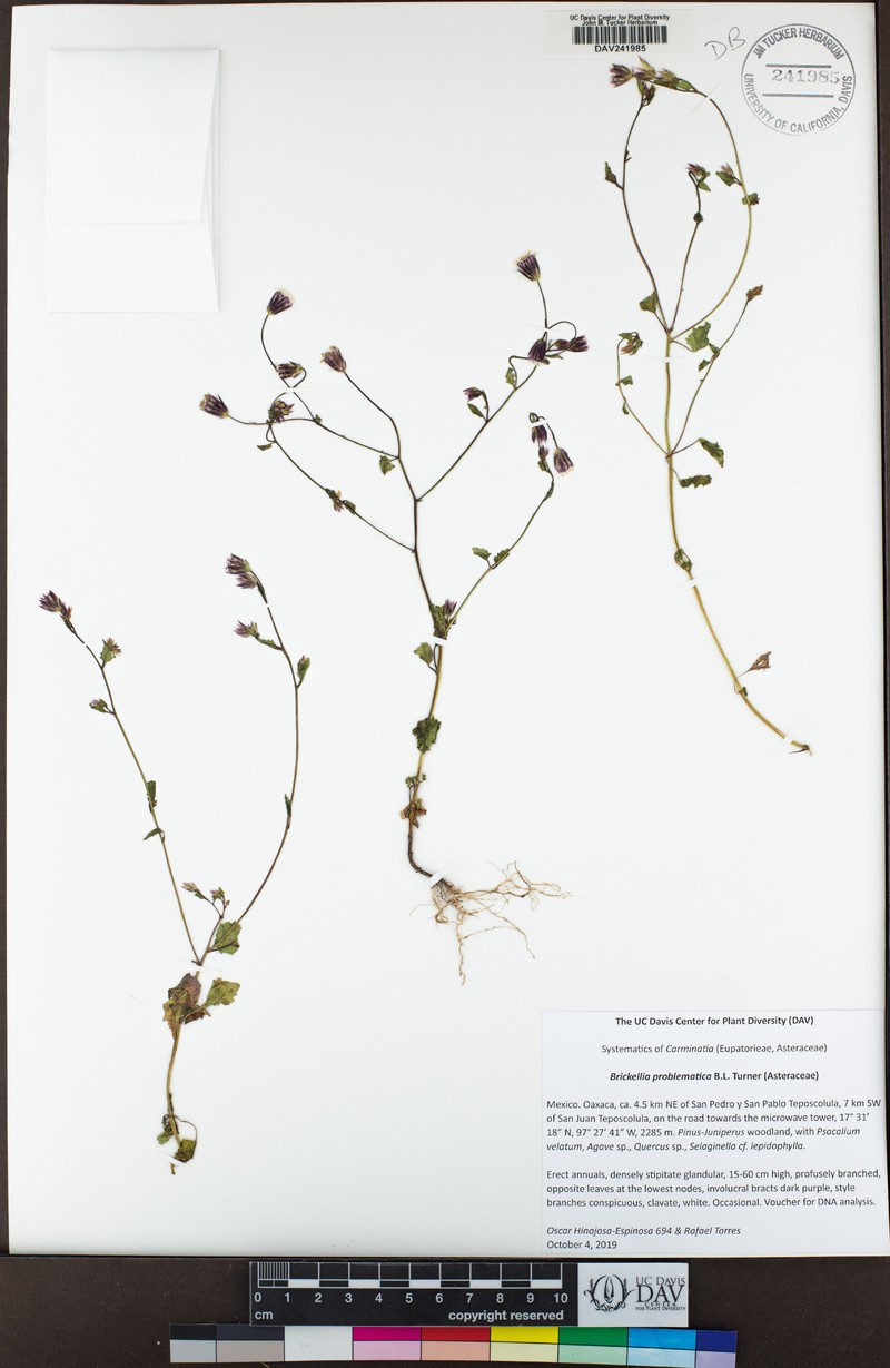 Brickellia problematica photo 6