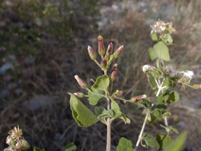 Brickellia rhomboidea