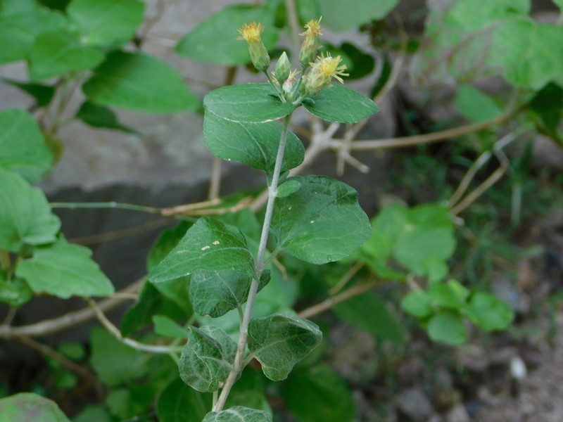 Brickellia rhomboidea photo 2