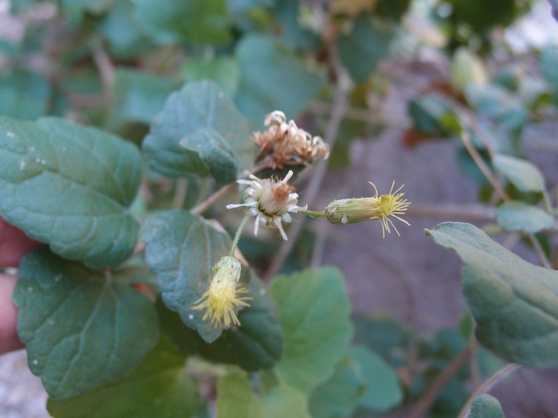 Brickellia rhomboidea photo 3