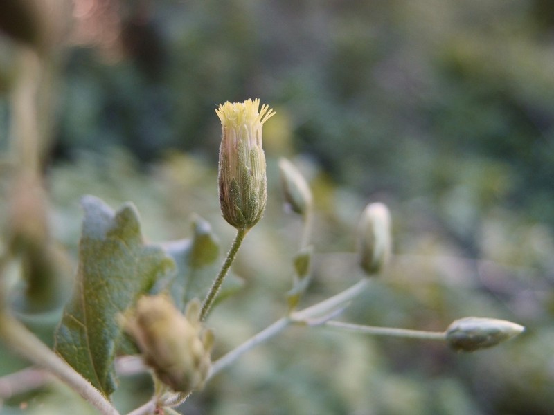 Brickellia rhomboidea photo 4