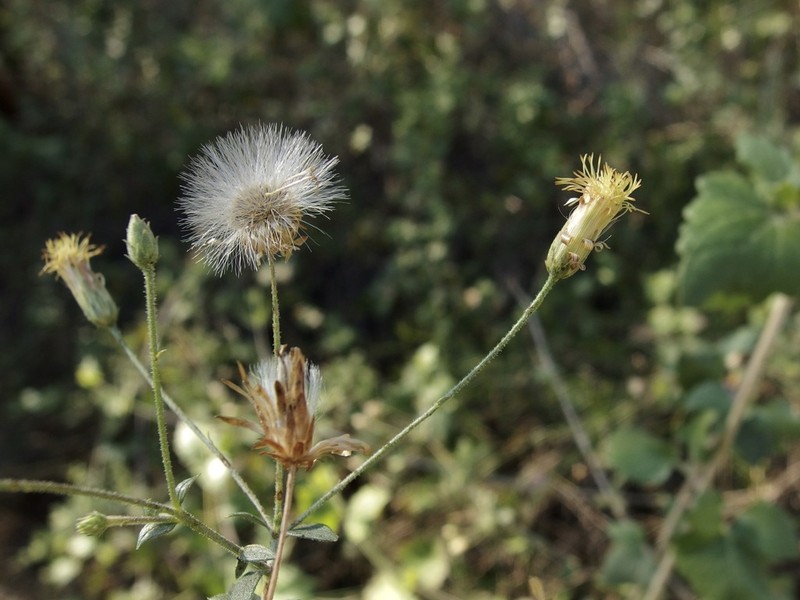 Brickellia rhomboidea photo 5