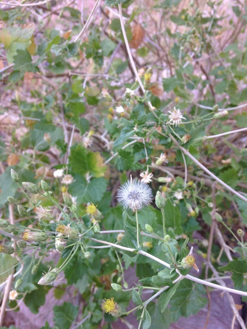 Brickellia rhomboidea photo 6