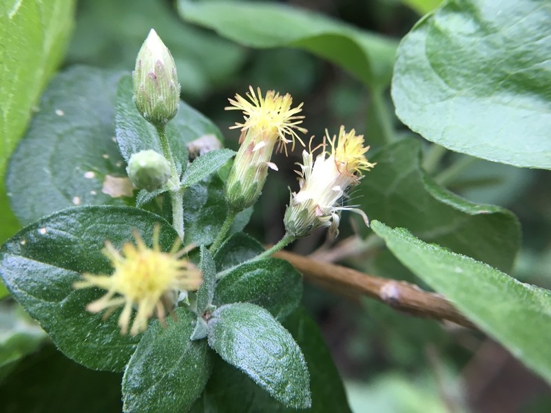 Brickellia rhomboidea photo 7
