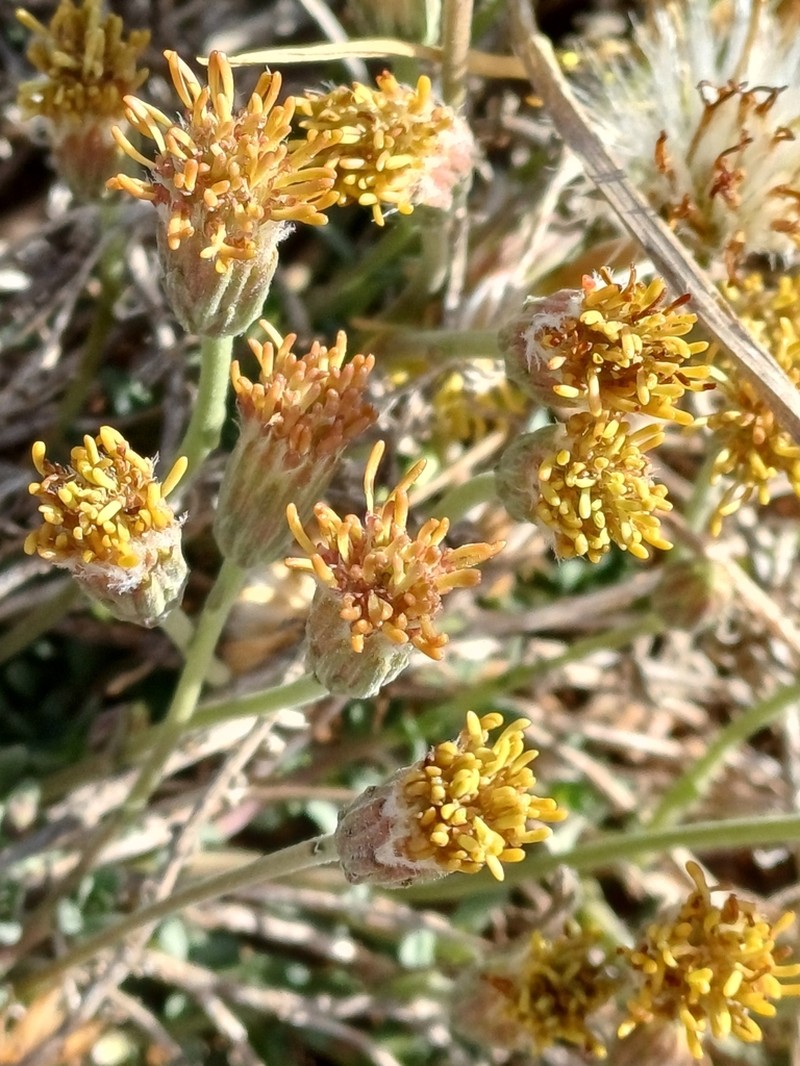 Brickellia rosmarinifolia