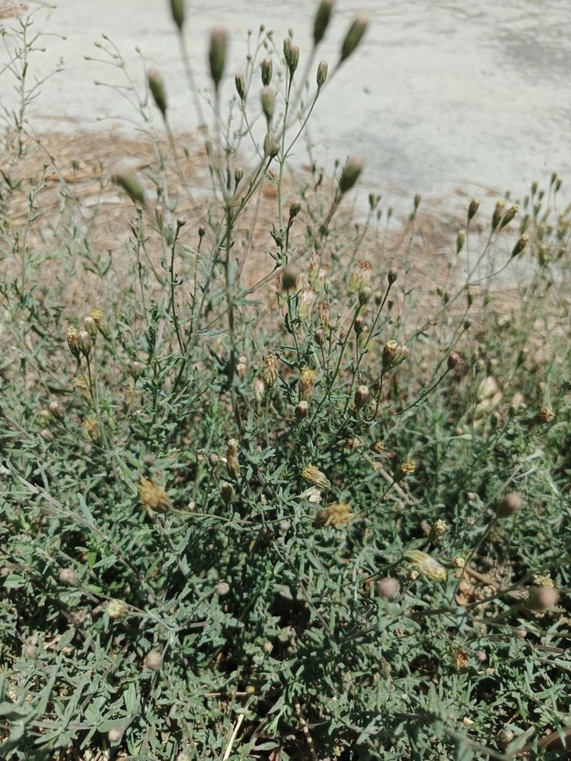 Brickellia rosmarinifolia photo 2