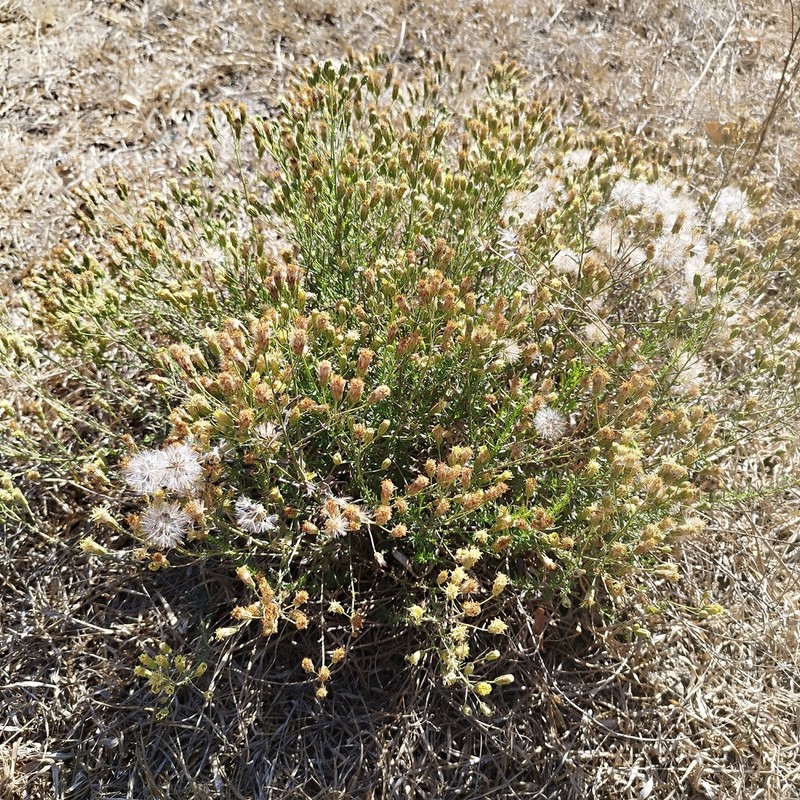 Brickellia rosmarinifolia photo 3