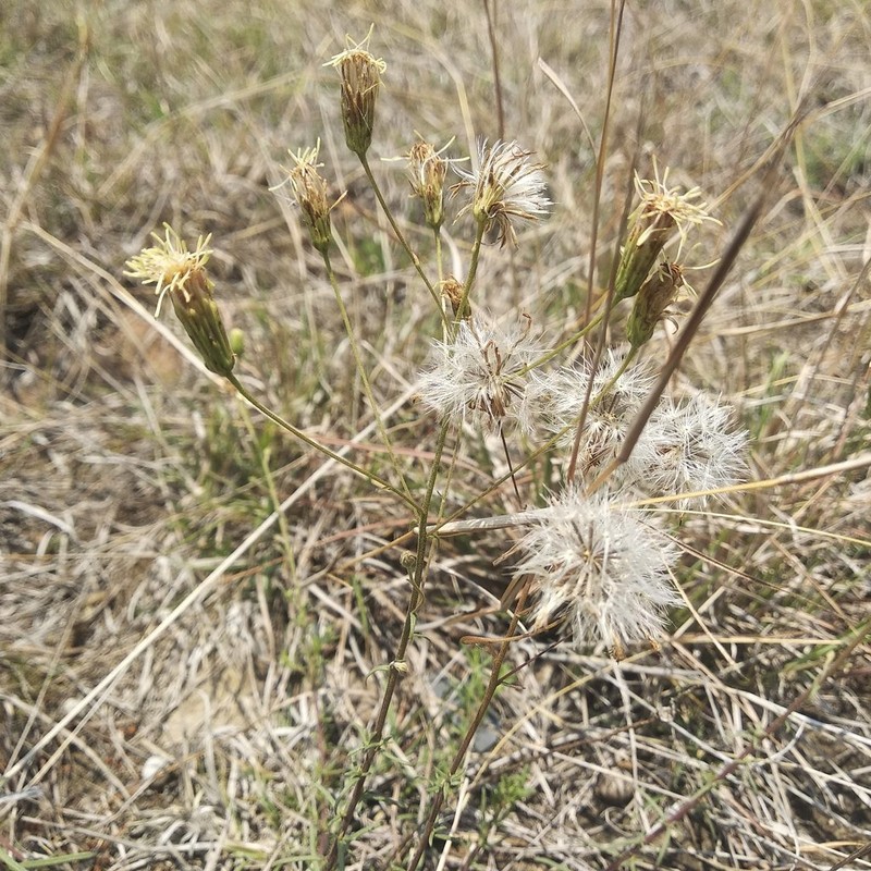 Brickellia rosmarinifolia photo 4