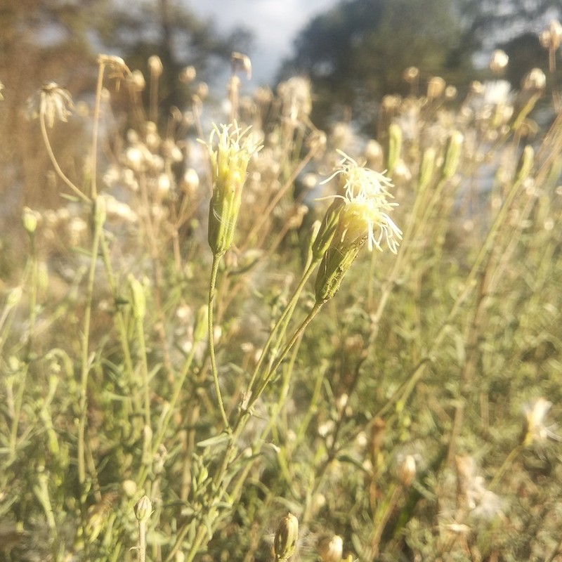 Brickellia rosmarinifolia photo 5