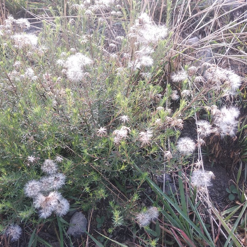 Brickellia rosmarinifolia photo 6