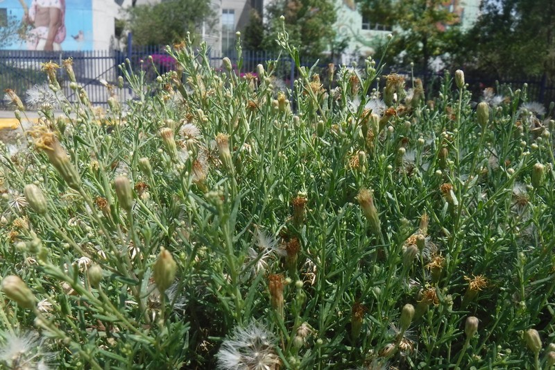 Brickellia rosmarinifolia photo 7