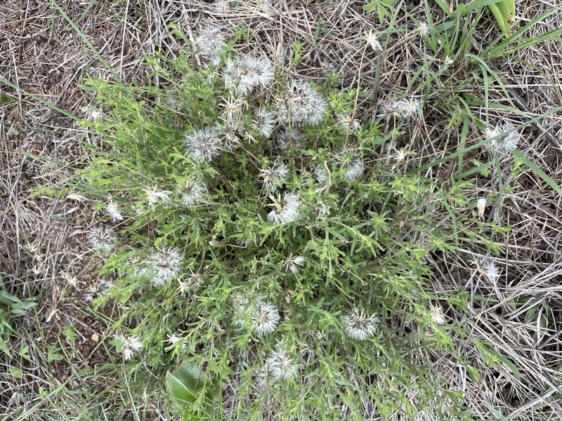 Brickellia rosmarinifolia photo 8