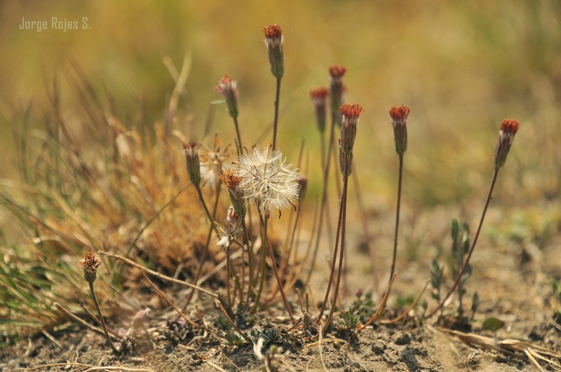 Brickellia schaffneri photo 2