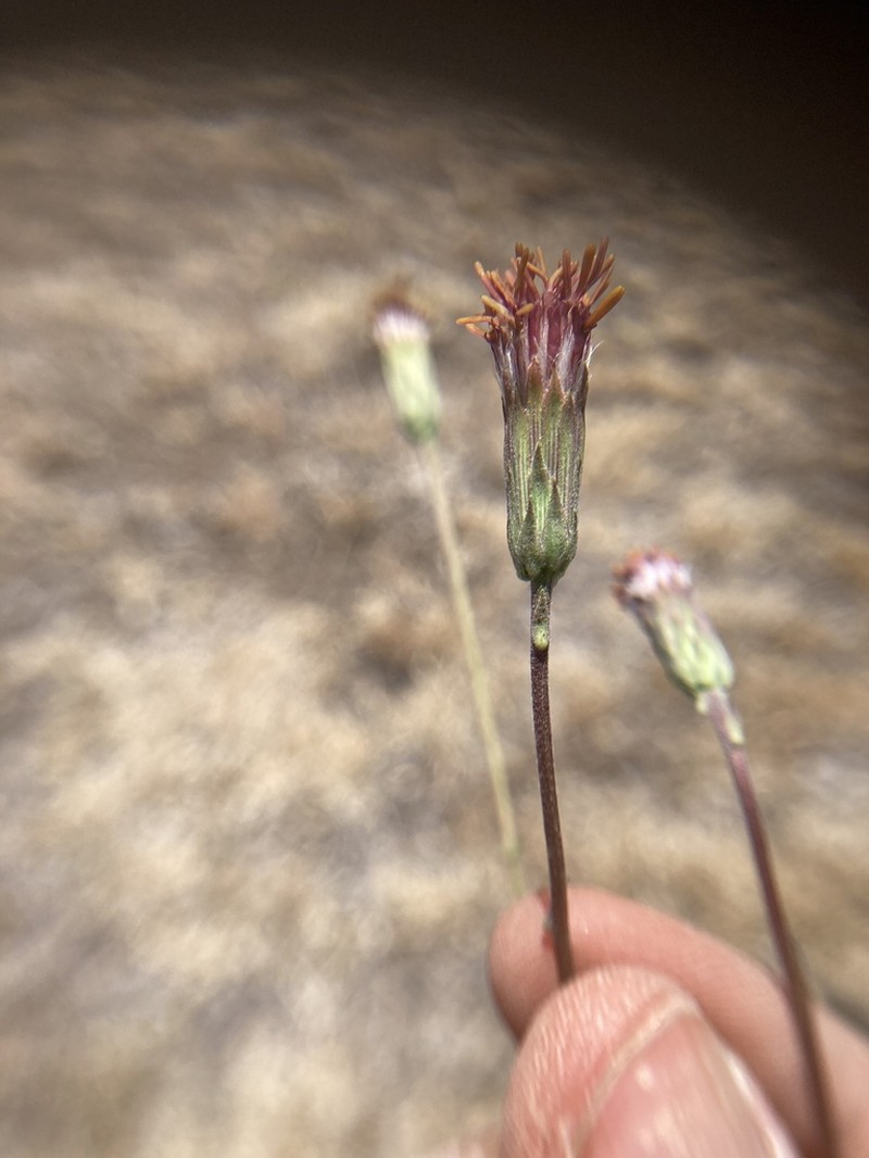 Brickellia schaffneri photo 3
