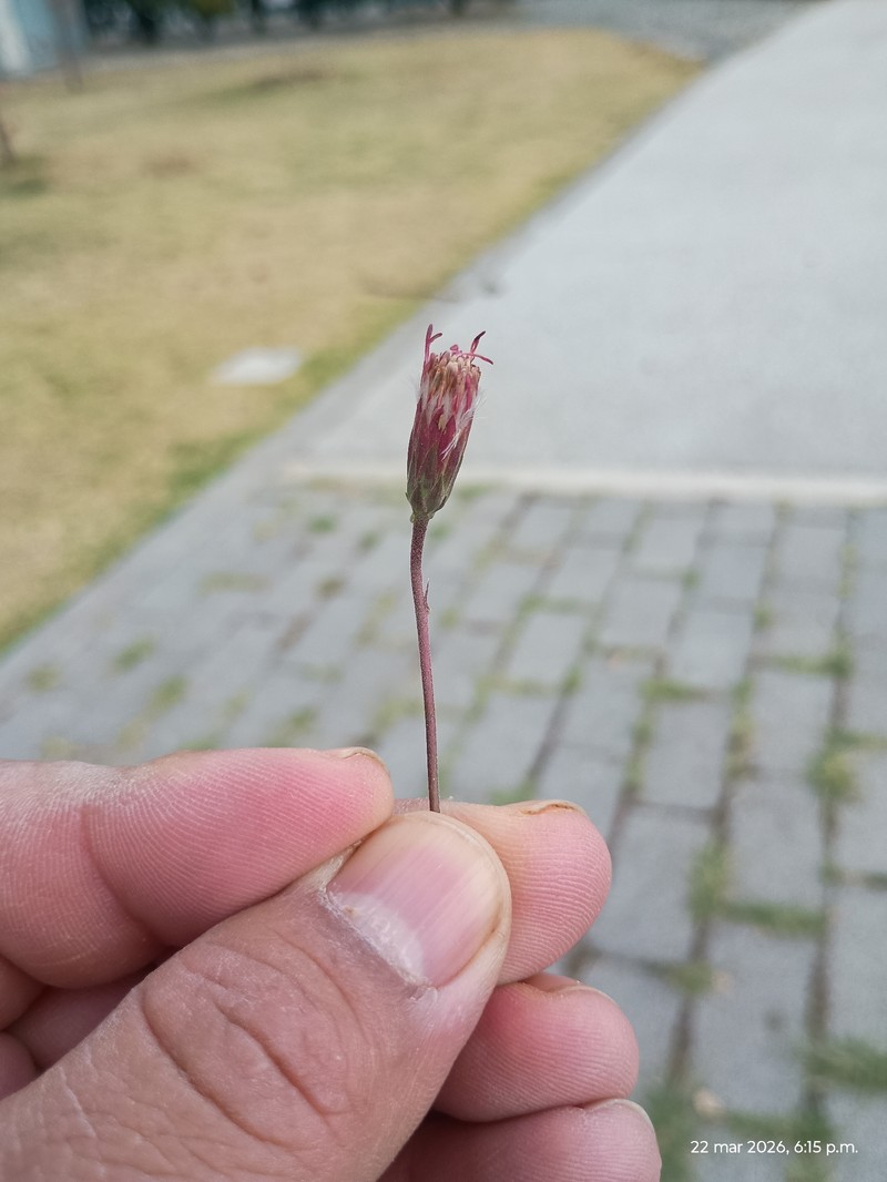 Brickellia schaffneri photo 4