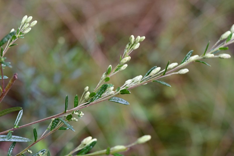 Brickellia scoparia