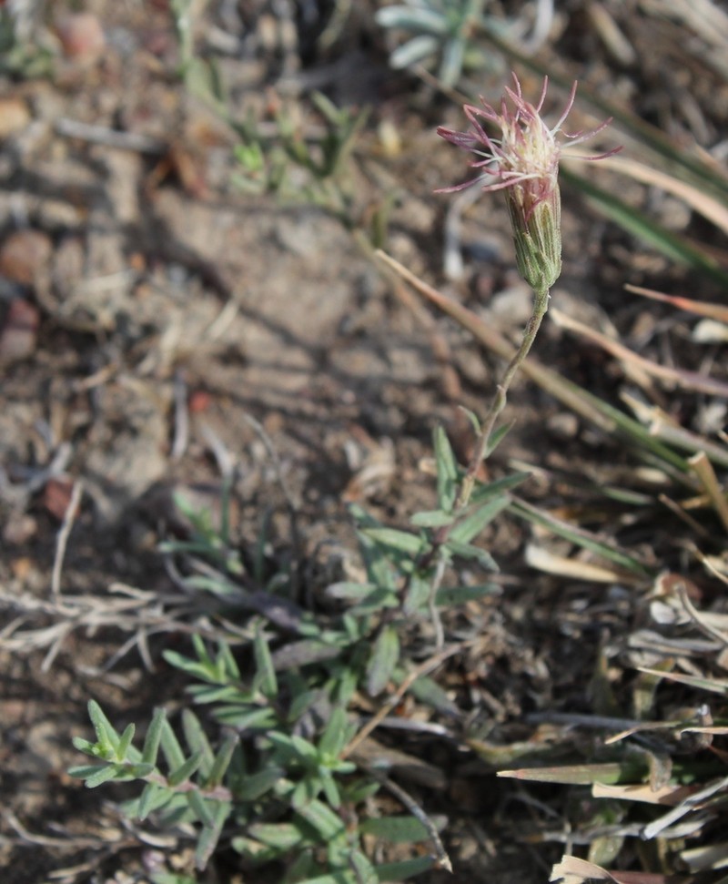 Brickellia scoparia photo 2
