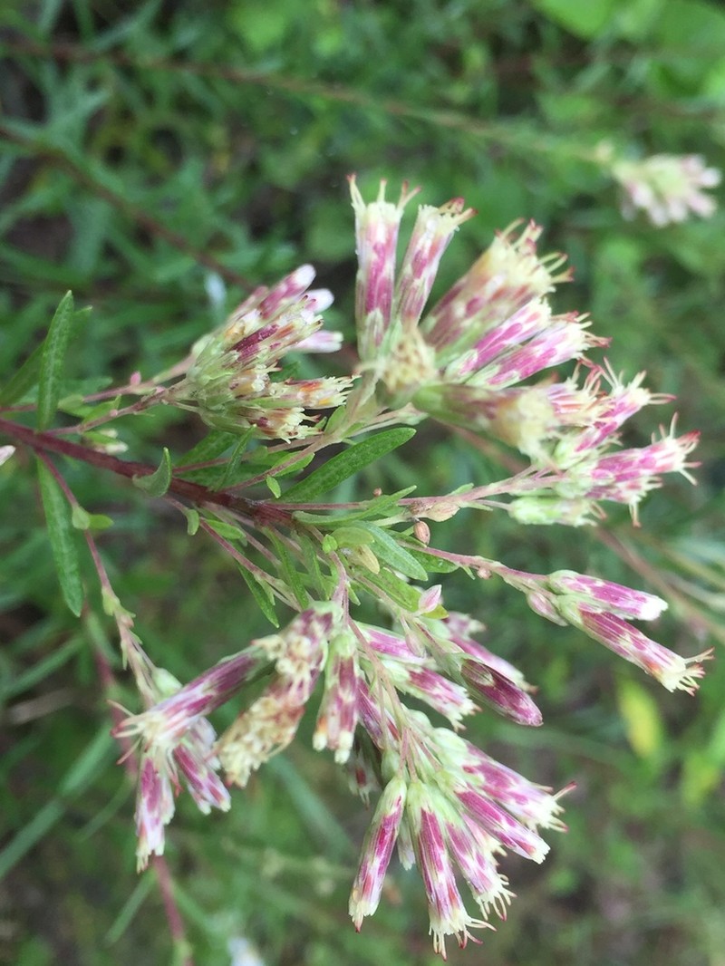 Brickellia scoparia photo 3