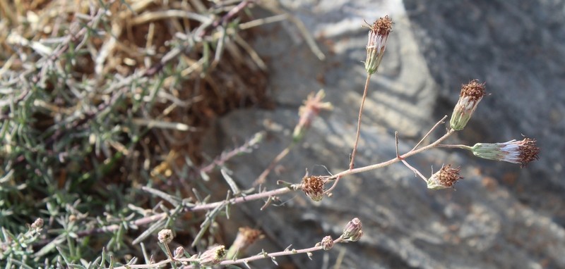 Brickellia scoparia photo 4