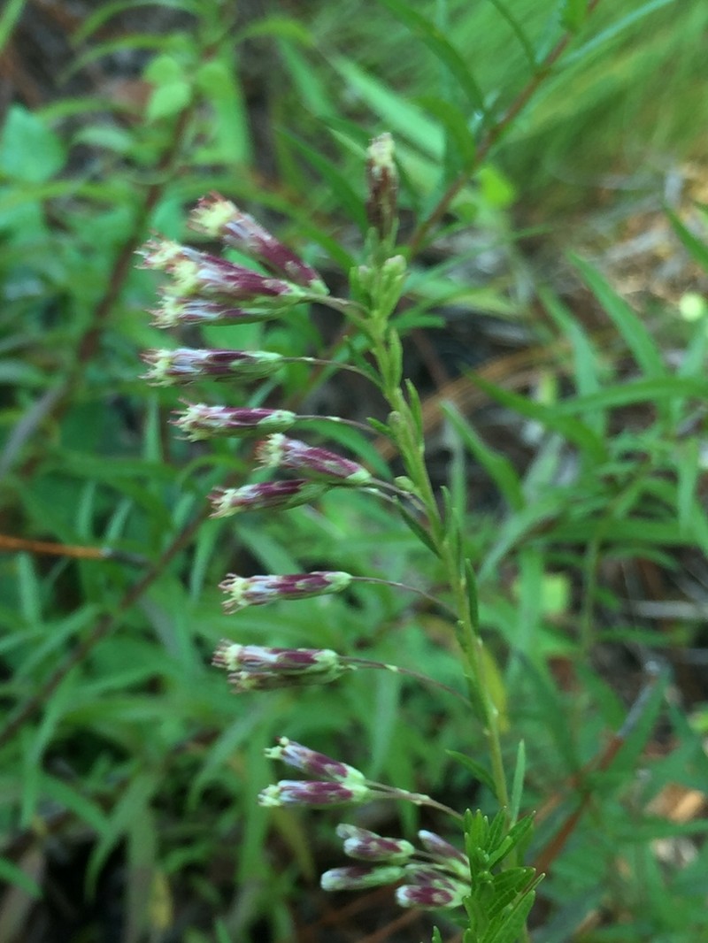 Brickellia scoparia photo 5
