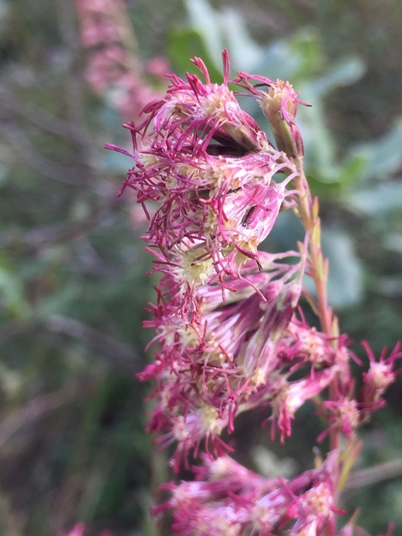 Brickellia scoparia photo 6
