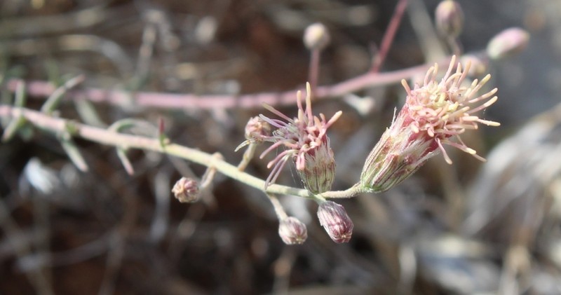 Brickellia scoparia photo 7