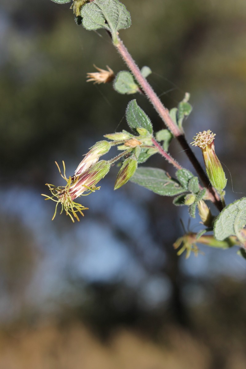 Brickellia secundiflora
