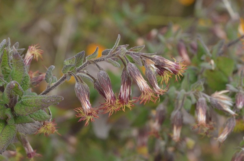 Brickellia secundiflora photo 2