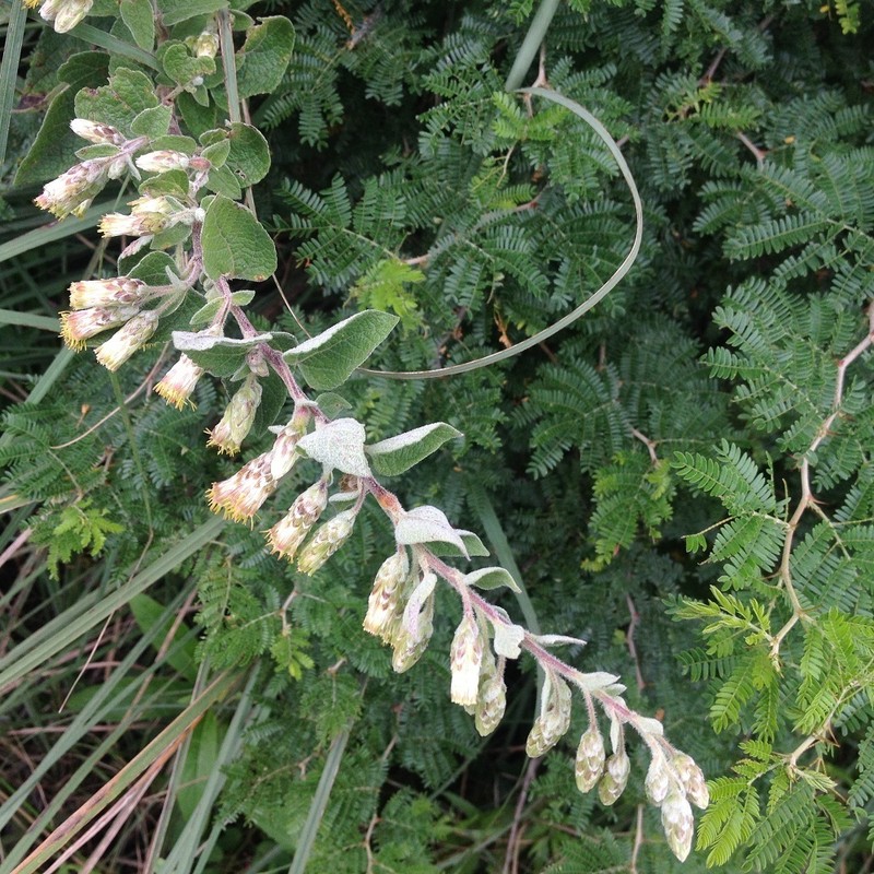 Brickellia secundiflora photo 3