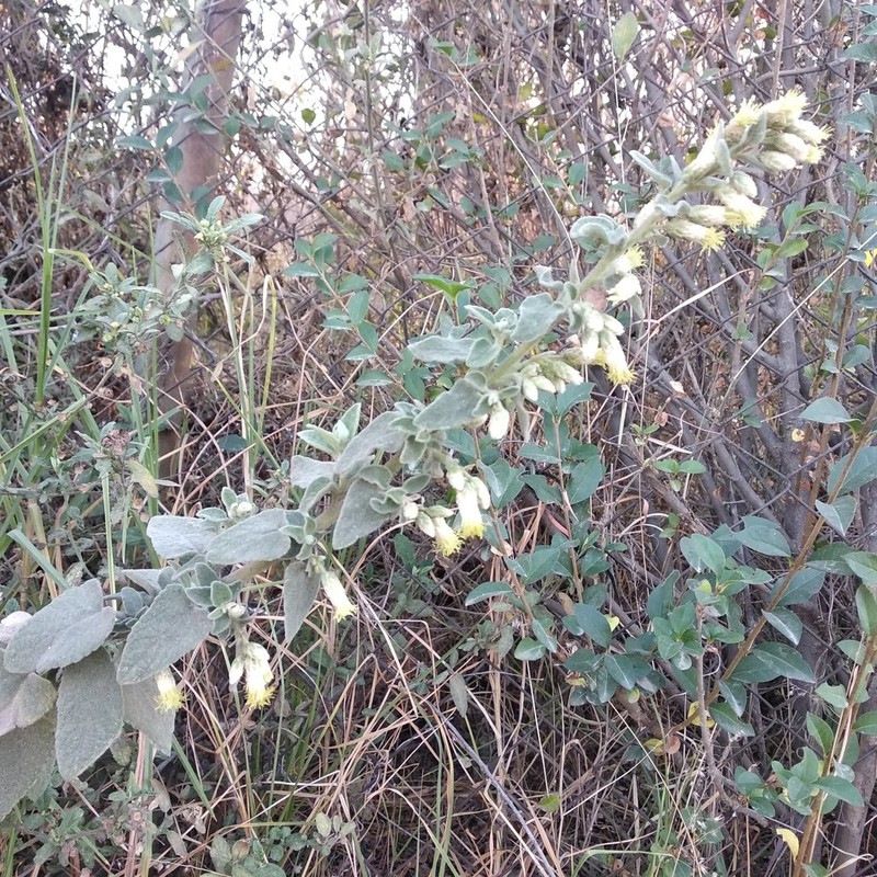 Brickellia secundiflora photo 4