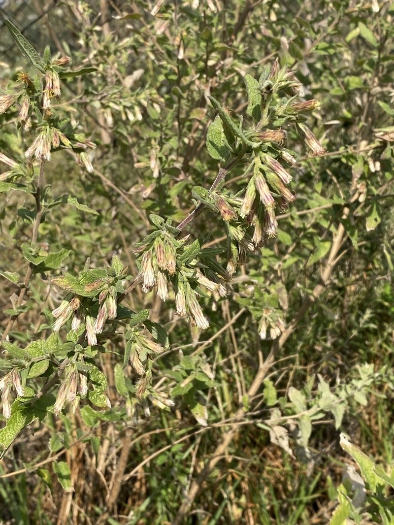 Brickellia secundiflora photo 5