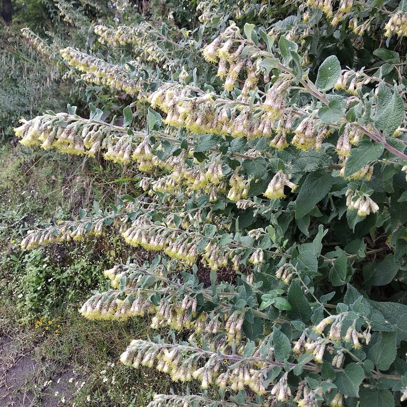 Brickellia secundiflora photo 6