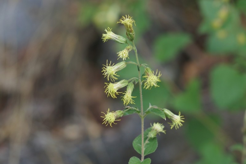 Brickellia secundiflora photo 7